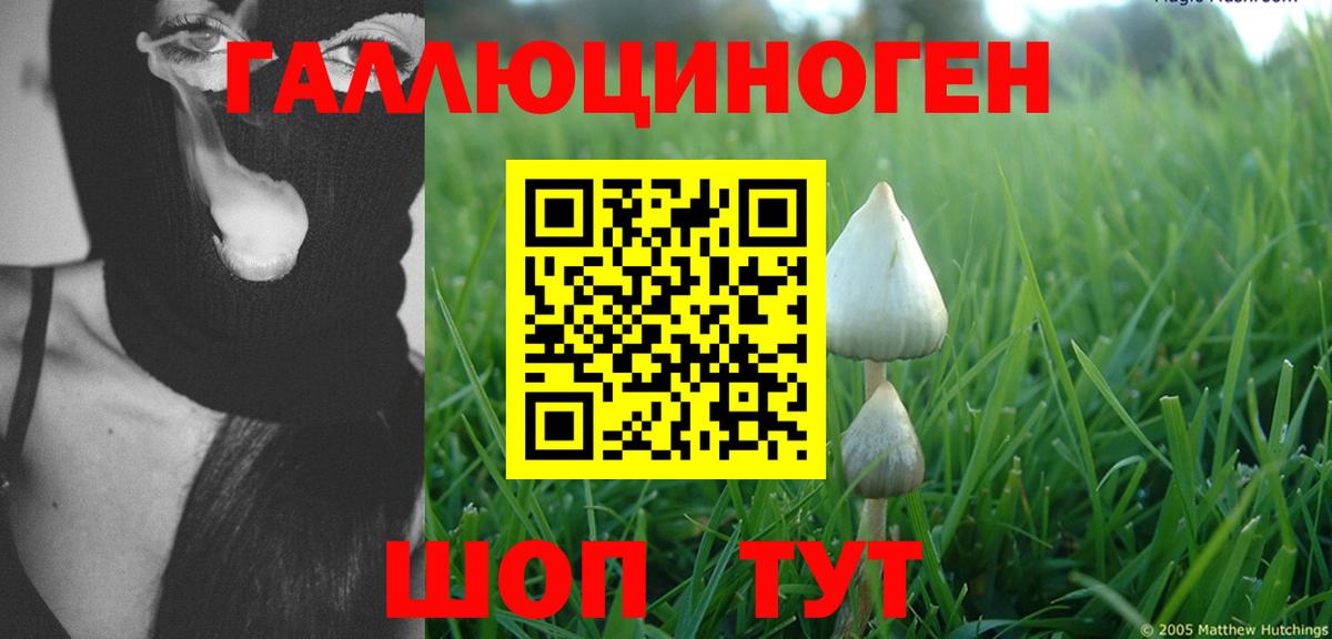 Псилоцибиновые грибы Magic Shrooms  Берёзовский  Галлюциногенные грибы Psilocybine cubensis 